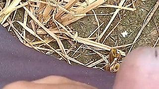When the Sister-in-law Was Cutting Paddy, the Brother-in-law Fucked the Sister-in-law in the Paddy Field Itself.