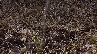 Compilation of Public Pissing in Nature! Showing Pads! POV!