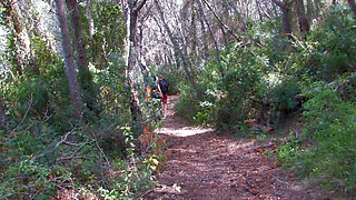 Bitch fucked in the forest