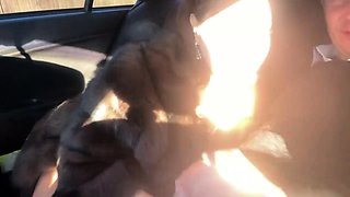 Fur-coated stepmom gives stepson a blowjob in the car