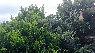 Caught My Neighbours Fucking When Flying with My Drone