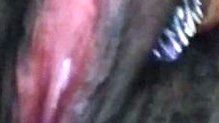 CIMA black and ebony