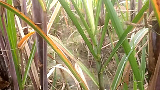 Stepmom Step Stepson Fuck in Village Oudoor