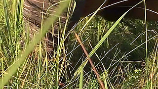 Peeing in the Grass in a Meadow