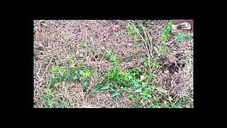 Landing in the Forest 1