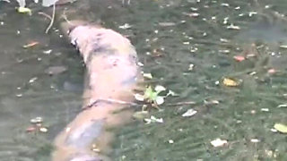 I Took My Friend Boyceta to the Middle of the Woods We Got Naked