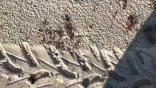 Comparing Size 16 Feet to Sand Prints at the Beach