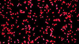 Big Tits MILF Gangbang Creampie - Cumshot Blowjob Orgy Party