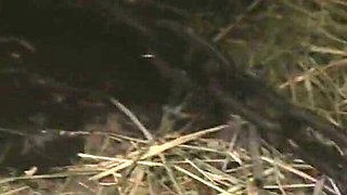 A Naked Witch in a Cage Gets to Feel Ice-cold Water and Hot Wax