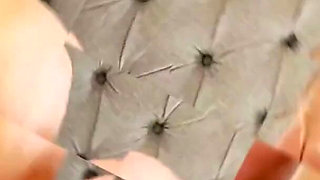 Big Cocks Swapping Perfect Asses Tru Kait Alexis Crystal