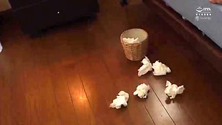 989-season-ending-who-anz