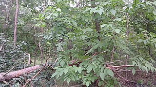 Our Third Girlfriend Keeps Watch in the Park so No One Catches Us Having Sex