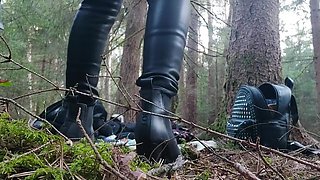 Most Beautiful In The Pegging In The Woods Of Germany